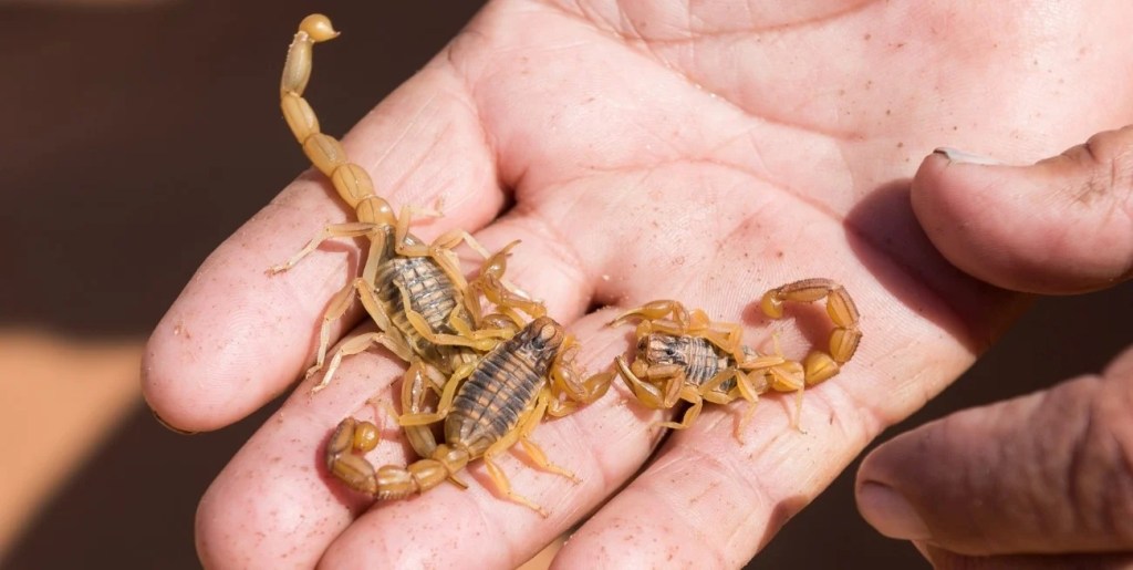 Alacranismo: los casos bajaron un 6% en todo el&nbsp;país