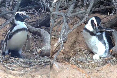 El CONICET transmite en vivo la temporada reproductiva de pingüinos en Chubut